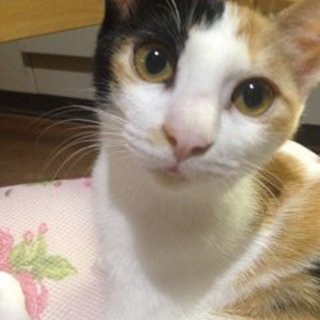 美しい三毛猫姉妹のお姉ちゃん♪