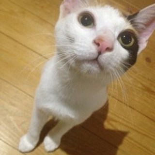 美しい三毛猫姉妹の妹ちゃん♪
