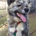 7ヶ月秋田犬の虎毛の女の子