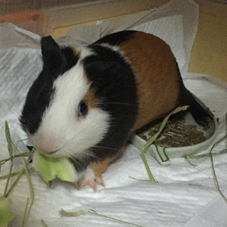 保護モルモット：ショート白黒茶♂1 歳