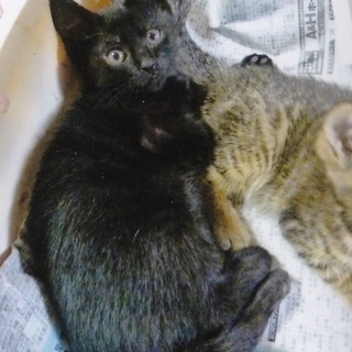 黒猫アポロは大家族