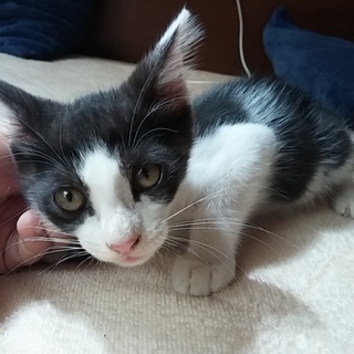 元気な男の子5兄弟です★