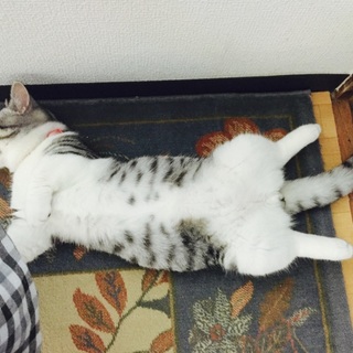 かわいいまだらはちびじゃないわけはない！