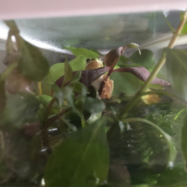 ふんふんですのカバー写真