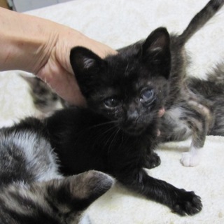 やんちゃな黒猫もっくん　動画有り