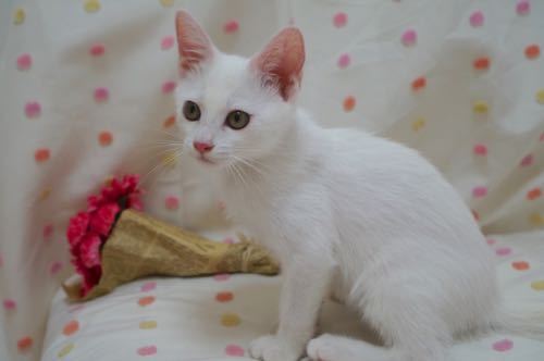 里親様が決定致しました。 サムネイル7