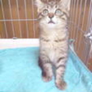 素敵な里親様に２匹目として迎えて頂きました