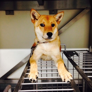 元気いっぱい、しっぽ振り振り太郎君！