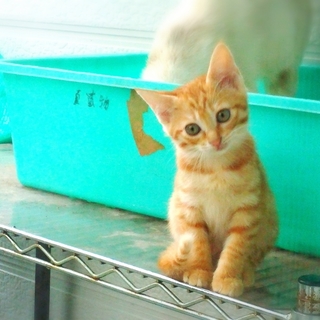 可愛い子猫の里親様募集☆
