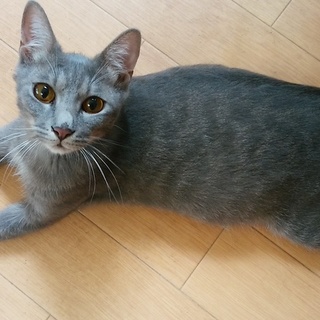 ロシアン風ミックス・銀太くん