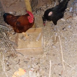 昨年９月生のロードアイランドレットと産卵中の♀１羽