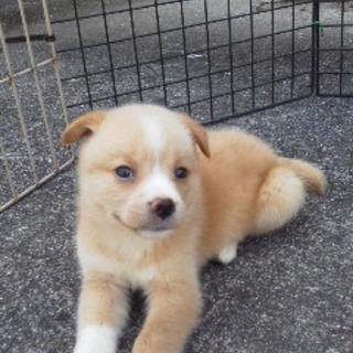 コロコロした男の子です