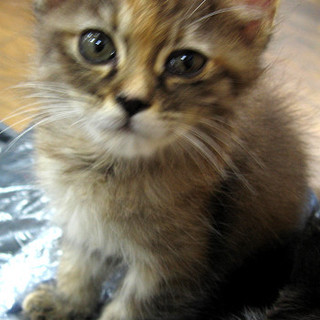 同じ柄が2匹います。