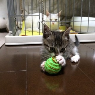 決定☆『メル』パッチリお目めが可愛い女の子