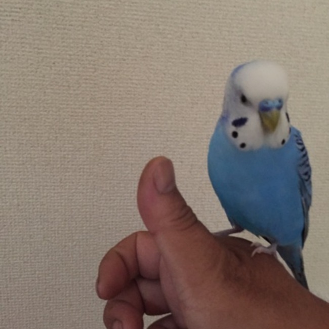 ボンビーのカバー写真