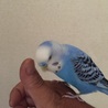 手乗りインコとして大事に育てました。