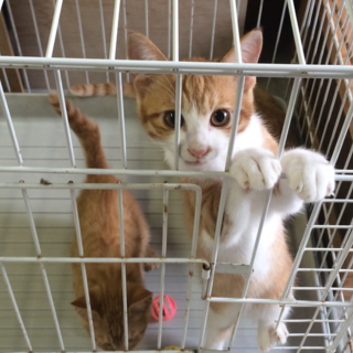 ガソスタのお兄さんの家族になりました！