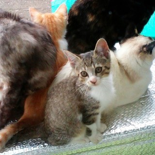 キジ白のやんちゃな子猫☆