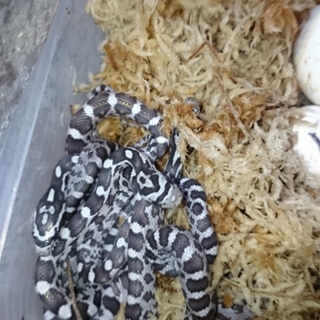 ありがとうございました！