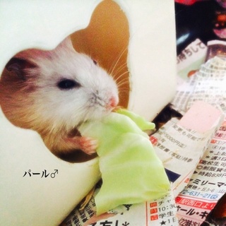 ジャンガリアンハムスター♂♀