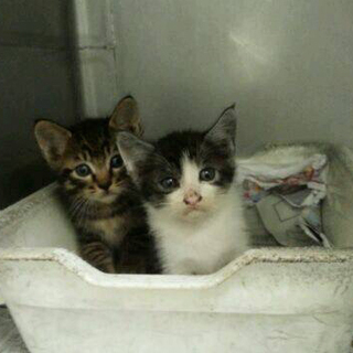 寂しそうで・・・助けてあげたい