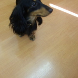 カニヘンダックス　ブラックタン　メス