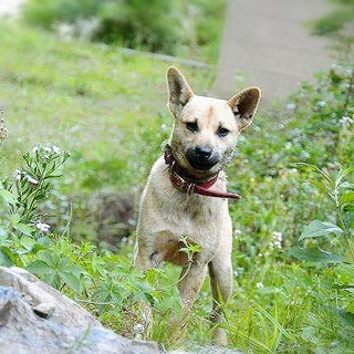昼は室外、夜は室内の中～大型雑種40頭里親募集