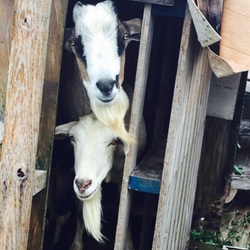 「ヤギ」サムネイル2