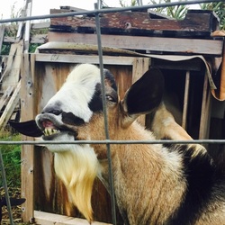 「ヤギ」サムネイル3