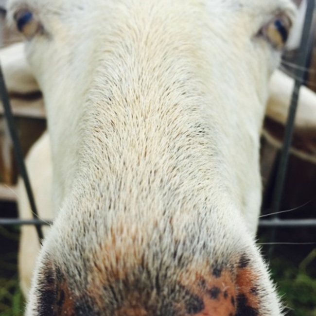 山羊飼いのペーターのカバー写真