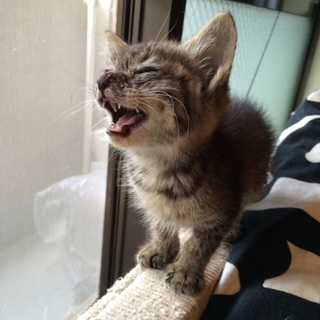 ベタベタに甘えたい仔猫。保護してます