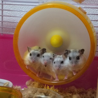 ハムスター里親募集♀