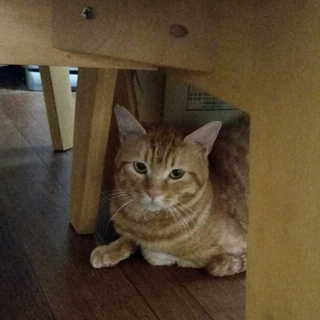 おしゃべり大好き！僕とお話して！