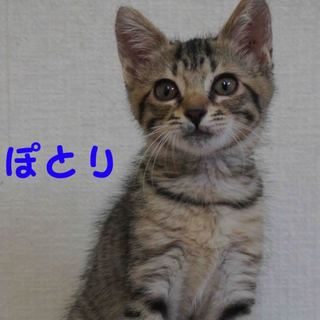 屋根から落ちてきたぽとりちゃん