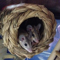 ローザとコースター