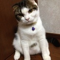 折れ耳！スコティッシュ！