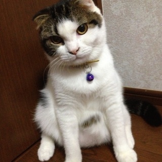 折れ耳！スコティッシュ！