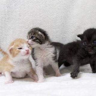 元気に育ったキョウダイたち♪