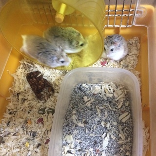 ロボロフスキー4匹