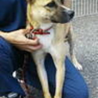 大人しいプリンちゃん１歳お庭で大丈夫です