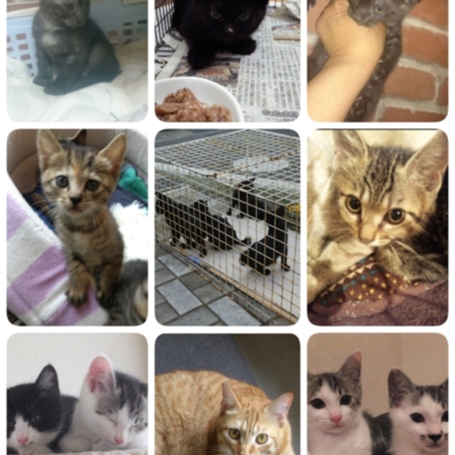 にゃんくるわんくるのカバー写真