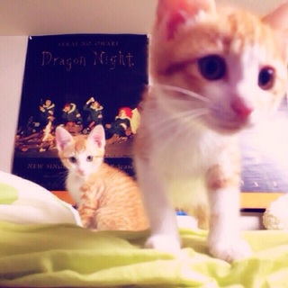 人懐っこいおめめパッチリ茶トラ兄弟です！