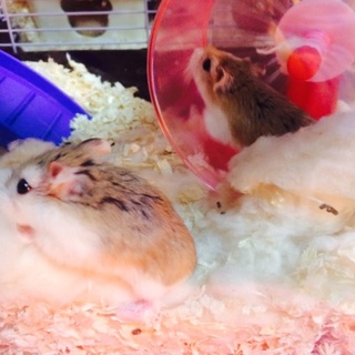 ロボロフスキー二匹