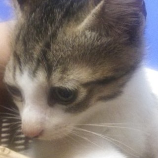 生後2か月　キジ　男の子