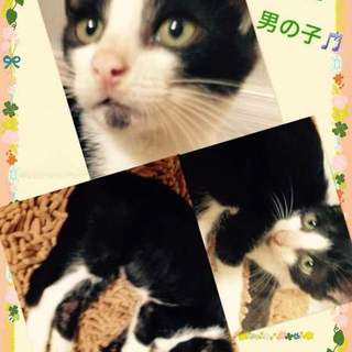 白黒子猫ちゃん