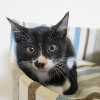 おもちゃ大好き黒白ちゃん