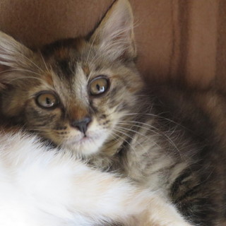 ちょっと長毛の女の子