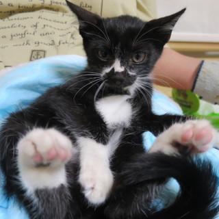 ちょびヒゲの黒白ちゃん