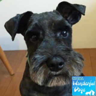 「ブラッドピット」推定３～６歳♂