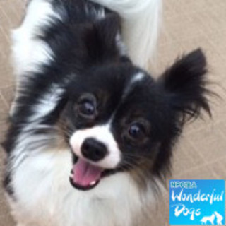 「ごましお」推定3歳♂